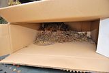 nest in a box