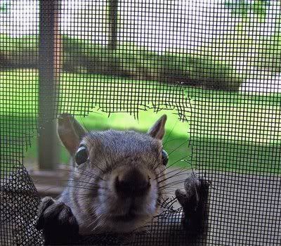 funny squirrels. Funnysquirrels-17. funny