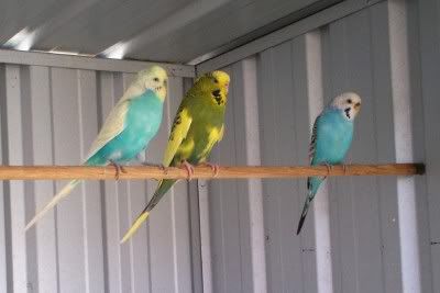 Adultbudgies.jpg
