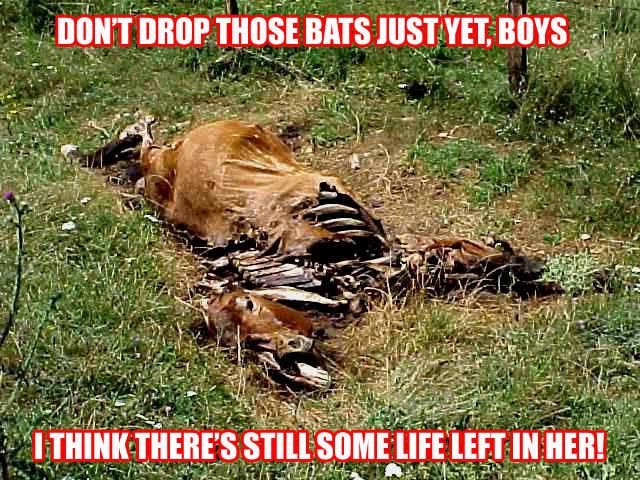Dead horse Pictures, Images and Photos