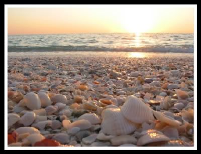 seashells photo: seashells seashells-2.jpg
