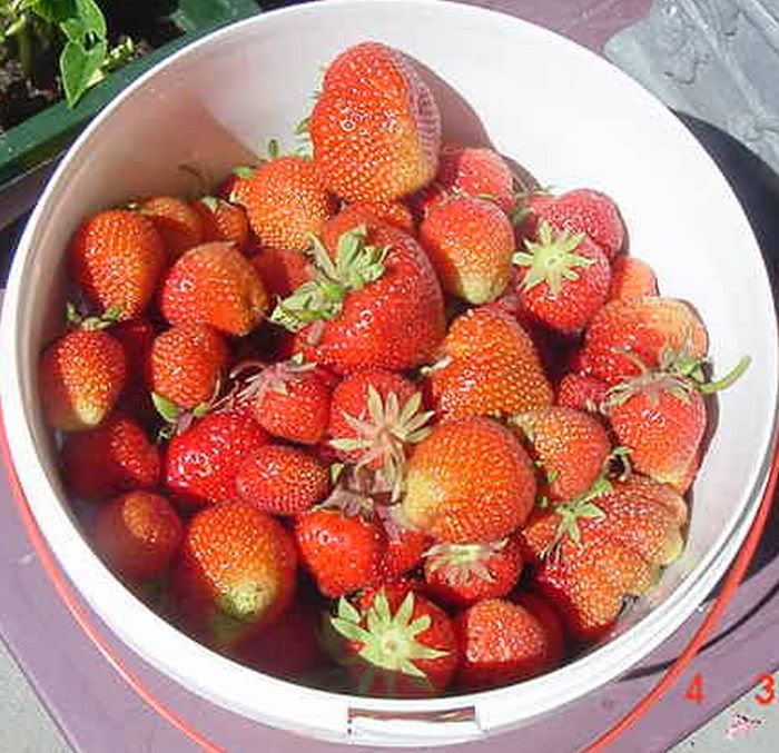 Heerlijke aardbeien.