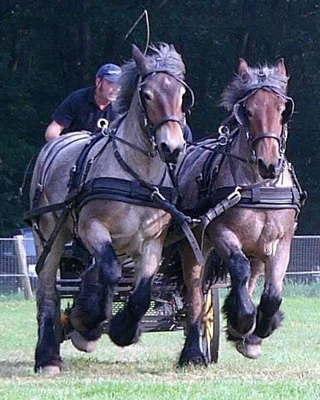 Een 2-span trekpaarden in draf.