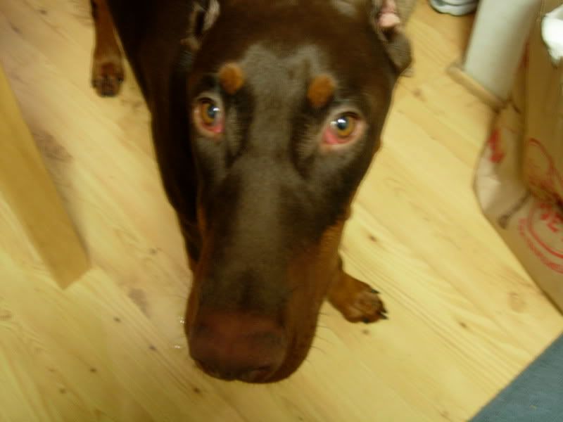 Doberman Eyes