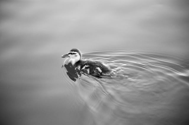 Independant Swimmer