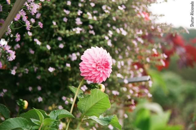 Pink Bulb