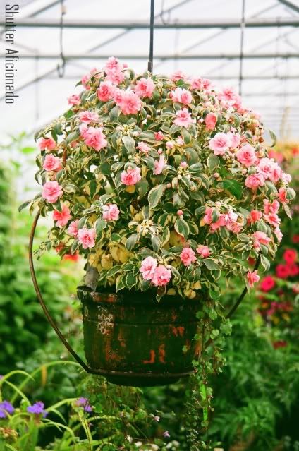 Greenhouse