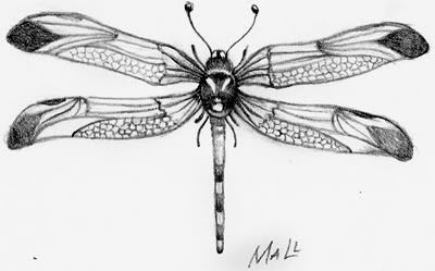 Dragonfly+drawing