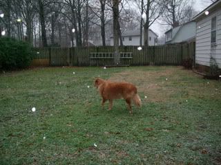 Molly in snow