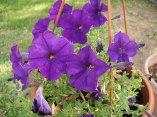 petunias,purple