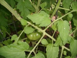 tomatoes
