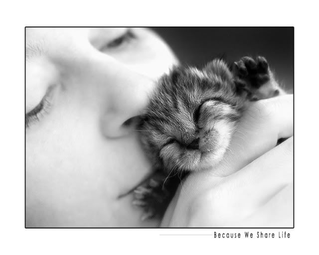 kitteninhandkissface-6.jpg picture by tieu_luc_xa
