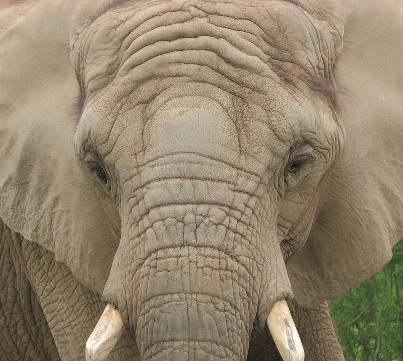 IMAGE: http://i6.photobucket.com/albums/y247/belljam/Toronto%20Zoo%202008/IMG_3826-1_S5.jpg