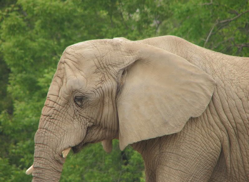 IMAGE: http://i6.photobucket.com/albums/y247/belljam/Toronto%20Zoo%202008/IMG_3835_edit1.jpg