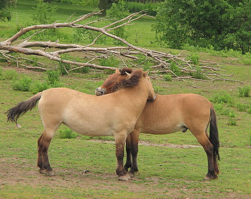 IMAGE: http://i6.photobucket.com/albums/y247/belljam/Toronto%20Zoo%202008/IMG_3986_edit1.jpg