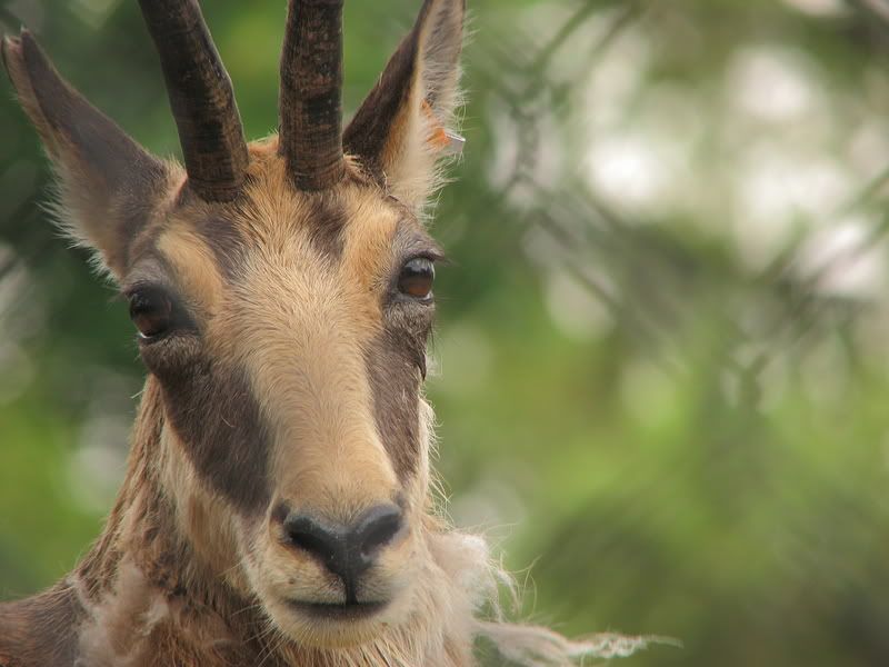 IMAGE: http://i6.photobucket.com/albums/y247/belljam/Toronto%20Zoo%202008/IMG_4028_edit1.jpg