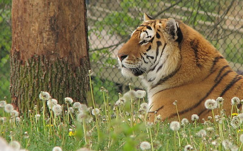 IMAGE: http://i6.photobucket.com/albums/y247/belljam/Toronto%20Zoo%202008/IMG_4040_edit1.jpg