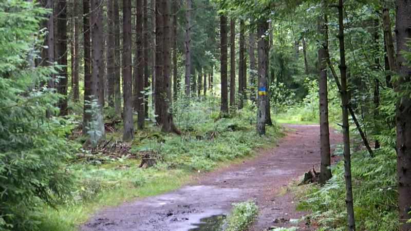 IMAGE: http://i6.photobucket.com/albums/y247/drammen/Wood.jpg