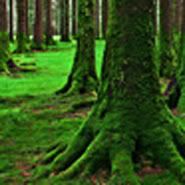 ForbiddenForest-1.jpg