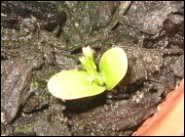 Amaryllis Seedling