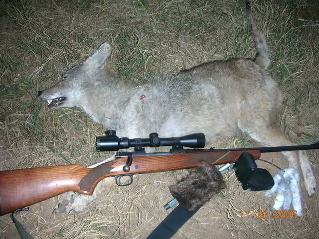 1stcoyote11-20-06bresized.jpg