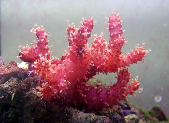 chilicoral - Anyone have an opinion about Chili Coral?