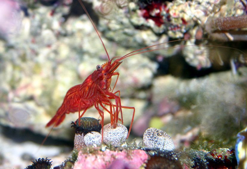 shrimpshrimp3 - Peppermint Shrimp