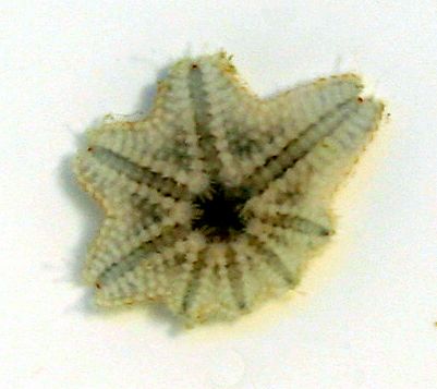 asterina3 - HELP STARFISH ARE TAKEING OVER