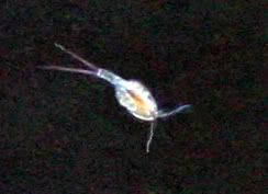 copepodtoday - Copepods?