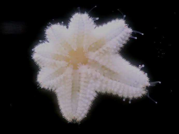 Small White Starfish