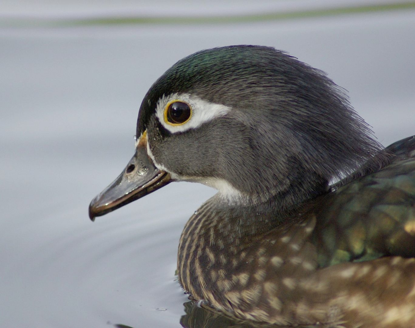Wood Duck Hen, Beak And Eye Ref Pictures, Images & Photos Photobucket