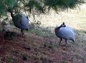 Guineas