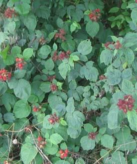 Wine berries