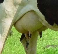 200px-Udder_closeup.jpg