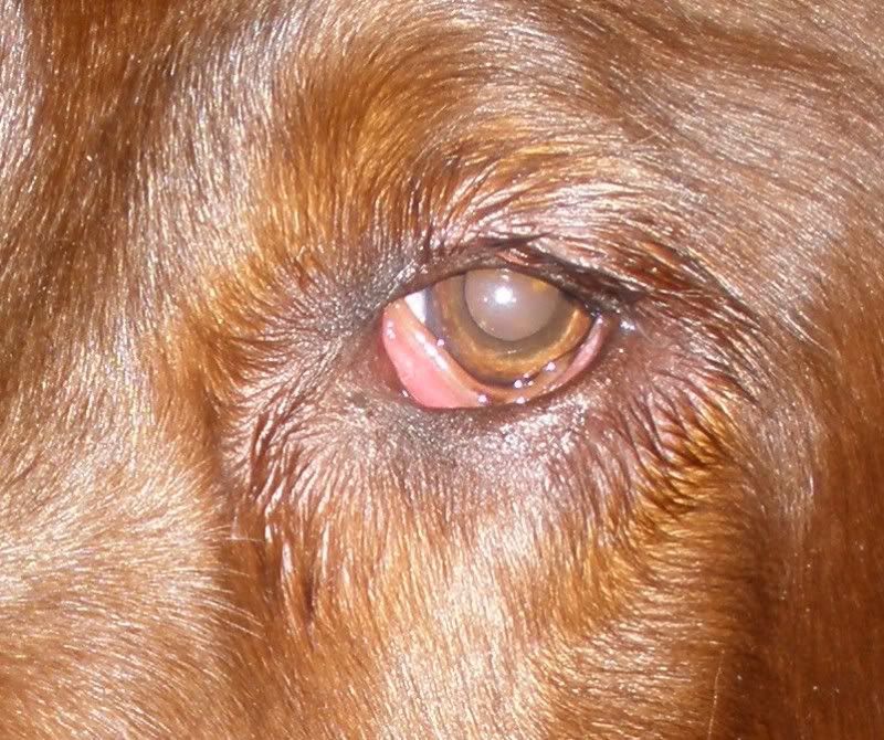 Canine Pink Eye