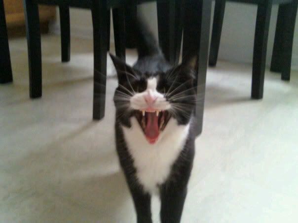 roarkitty.jpg