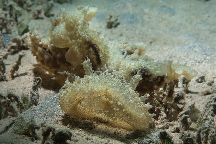 Melibe Viridis
