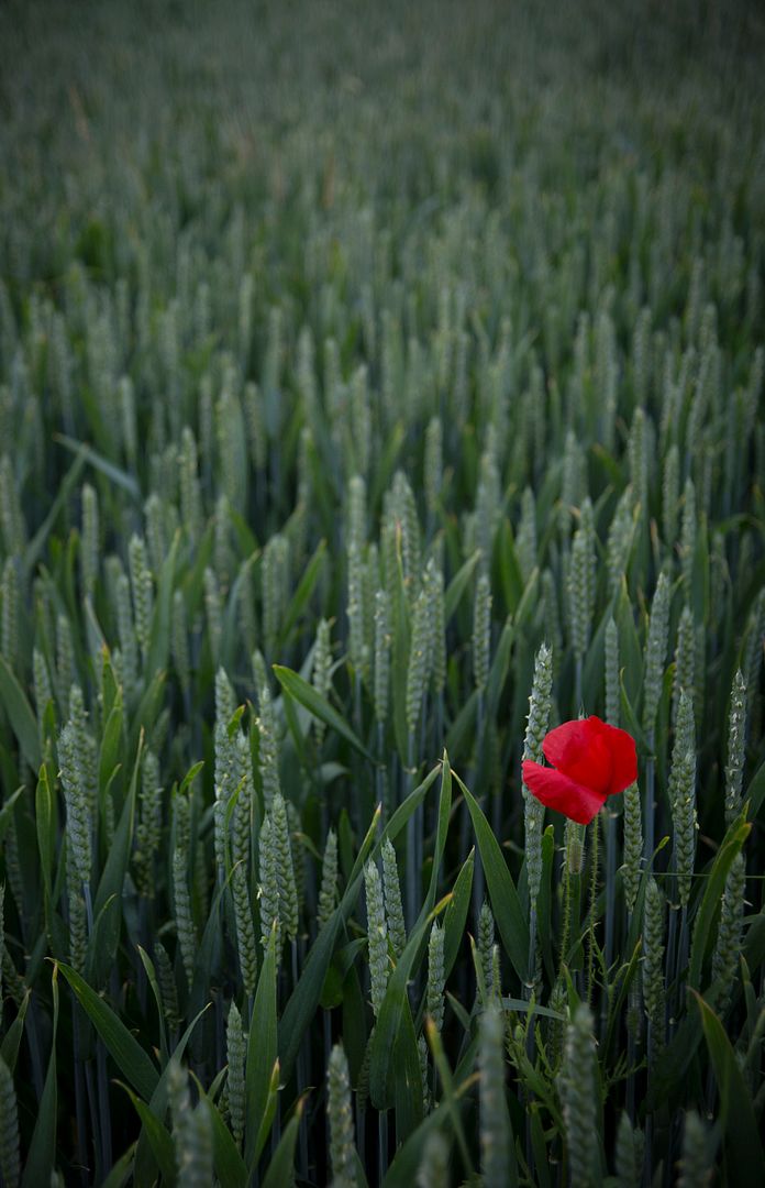 A stroll across the fen this evening 