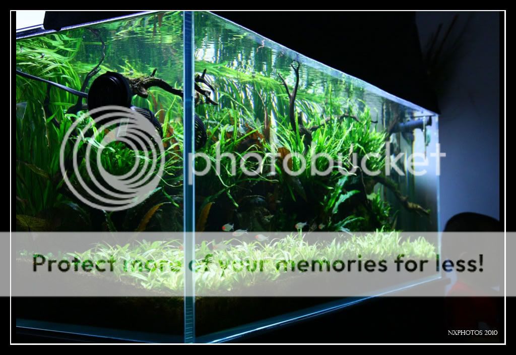 How great is Java fern? | The Planted Tank Forum