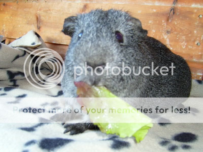 CavyPhotos004.jpg