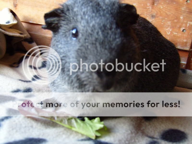 CavyPhotos005.jpg