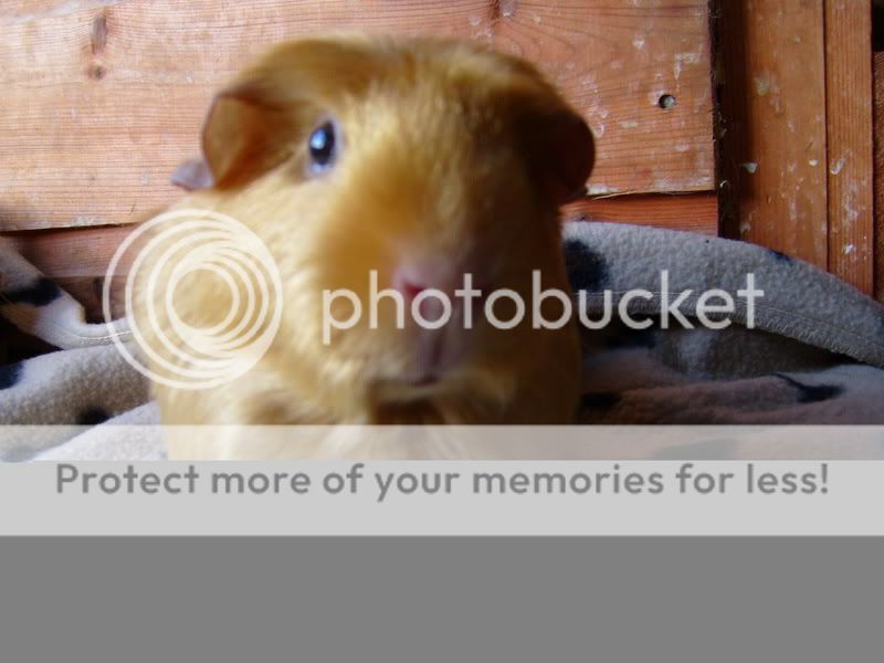 CavyPhotos006.jpg