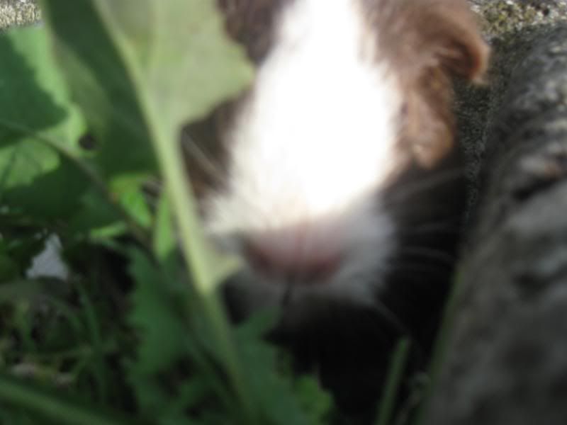 Bundlesoffur003.jpg