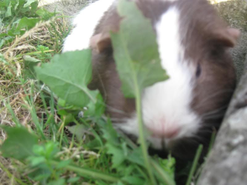 Bundlesoffur004.jpg