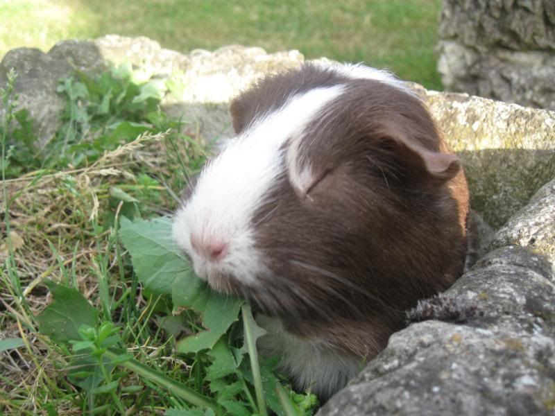 Bundlesoffur005.jpg