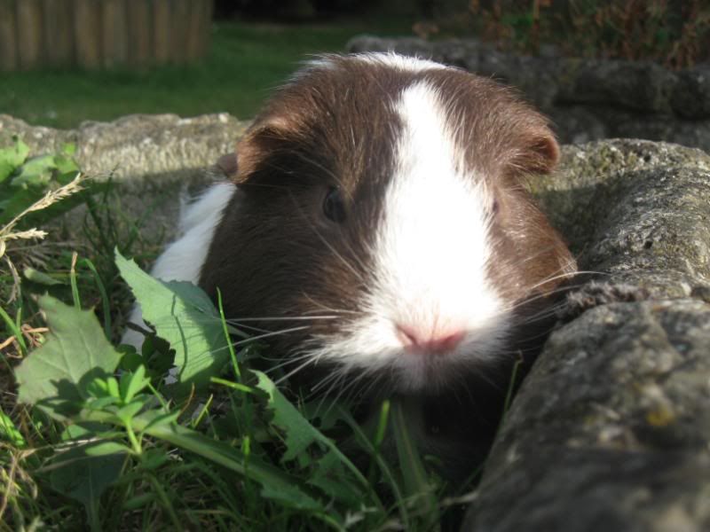 Bundlesoffur008.jpg