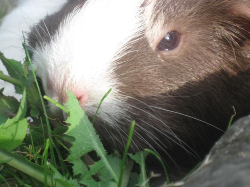 Bundlesoffur012.jpg