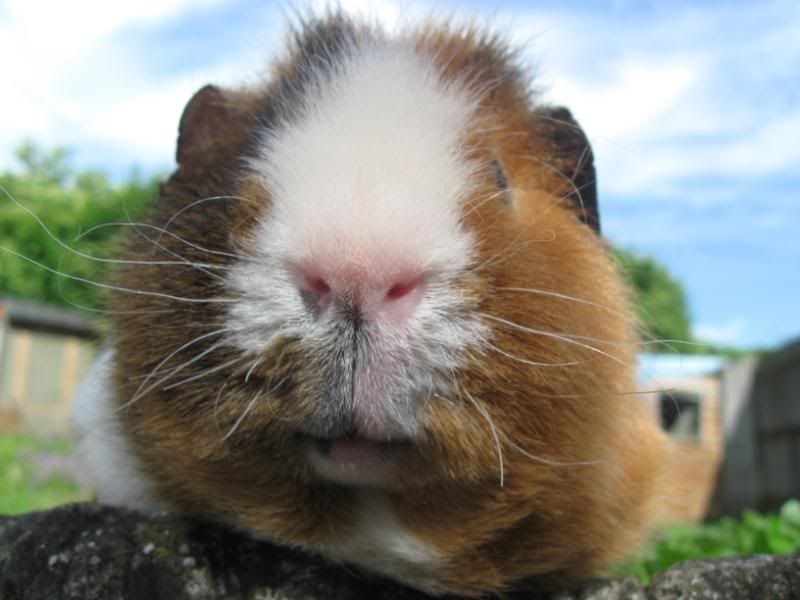 Chunksofhandsominess006.jpg