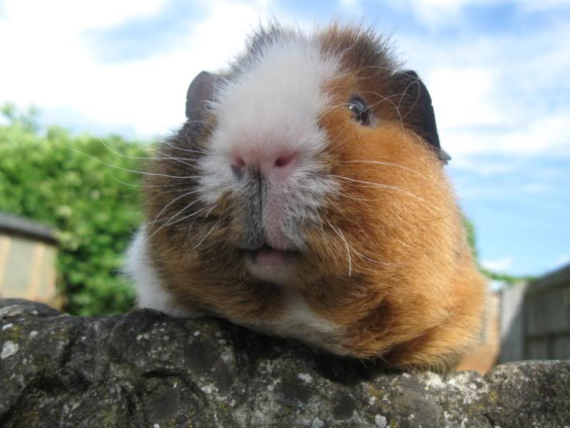 Chunksofhandsominess007.jpg