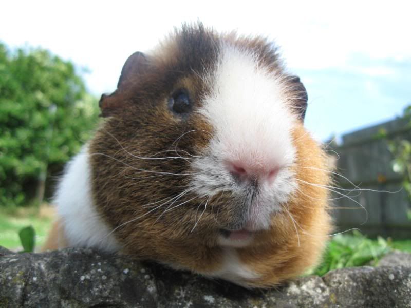 Chunksofhandsominess008.jpg